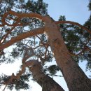 여우목로 이미지