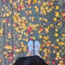 아산병원 앞 정류소(어린이집) | 많이 추워졌지만, 낙엽이랑 햇살은 이쁨! 올해가 끝나간다..