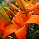 데이릴리(Daylily) 이미지