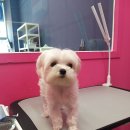 펫 소울메이트 이미지