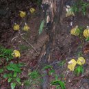 장수버섯 이미지