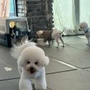 우리강아지 | 울산삼산동애견유치원에 우리 강아지 보낸 후기예요