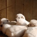 산들 강아지 이미지