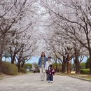 삼회리 강변 자전거길 | [2026 벚꽃] 서울 근교 벚꽃 드라이브 코스 완벽 정리! (대성리~삼회리~춘천)