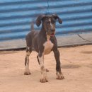 할리켄넬 이미지