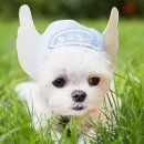 천사 애견 이미지