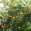 도산일주로 이미지