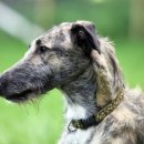 도그인 그레이 이미지