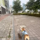 하태흥반려동물의료센터 | 강아지 비장적출술 후기｜서울 2차병원 시그니처동물의료센터에서 비장절제술을 결정하기까지