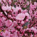 대영농원 이미지