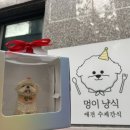멍이냥식 | [경기/파주] 파주강아지케이크는 ‘멍이냥식’ ૮ฅ・ﻌ・აฅ 단비 생일을 맞아 강아지 생일상 준비 ♡