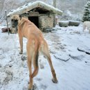 청산별곡 이미지