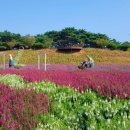 태안빛축제&amp;꽃박람회=9월중순~11월초=축구장 14개 면적에 펼쳐진 가을, 꽃과 빛이 어우러진 박람회 이미지