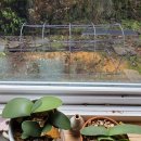 털군자란 이미지