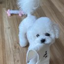 아르밤 펫 이미지