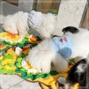 팀켈리 | 애견유치원 비용 정리 프로그램도 알찬 강남 켈리독 후기