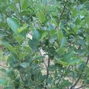 청명농장 이미지