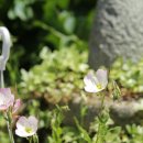 백조카써비스 이미지