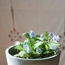 봄꽃에서첫눈까지 이미지