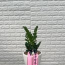 정은플라워