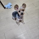 왕십리조은동물병원 이미지