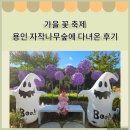 자작나무 | 가을꽃 축제 아기랑 용인 자작나무 숲에 다녀온 후기(+수유실 정보)