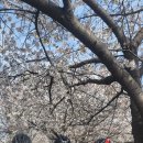 대전3대하천 봄꽃라이딩 이미지