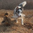 정아애견 이미지