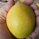 Dwarf Nectarine - 난쟁이 천도복숭아 이미지