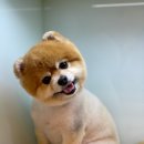 바닐라 애견샵 이미지