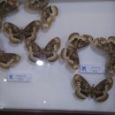 자산공원(빠삐용관) 이미지