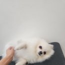 백설애견 이미지