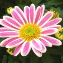 스마트폰 영상콘텐츠 제작 이미지