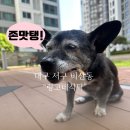 2019038 | 대구 강아지 수제간식 링고네식탁 솔직 후기 강아지 반응 매우 좋음
