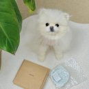 강아지 밥그릇 물그릇 브릿지독 애견식기 미니팟 토이팟 후기