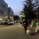 경산 강아지 훈련소 추천 디스크독 짖는강아지 산책 훈련 짖음방지 분리불안 배변훈련 미용