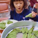 상사화피는마을 | 영광 불갑 상사화피는마을 영농체험여행