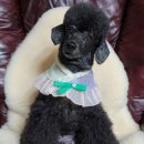 백억농장 이미지