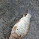 은성낚시공원 이미지