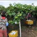 박종국 농장 이미지