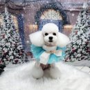 꿈꾸는 강아지 이미지
