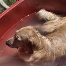 행복 애견방 이미지