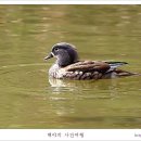 원앙 티스토리