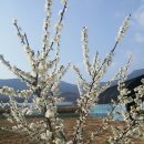 타이완나이차 이미지