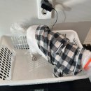 달강아지 | [ 강아지 백내장 후기 ] 수술 한달 일기