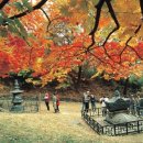 지리산 단풍비 이미지