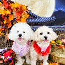 놀러오개 애견유치원 애견호텔 동대문점 이미지