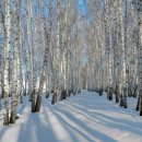 자작&white 이미지