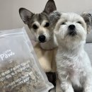 리틀포우 이미지