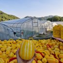 빈이네농장 이미지